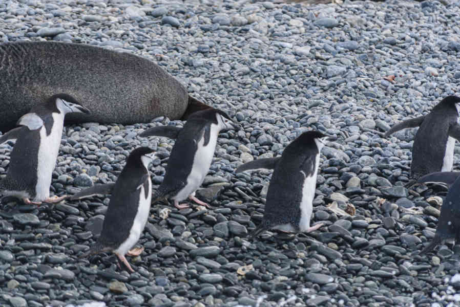 Pingüino Chinstrap - islas Georgias del Sur 19.jpg